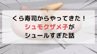 くら寿司のシュモクザメ子の記事のアイキャッチ画像