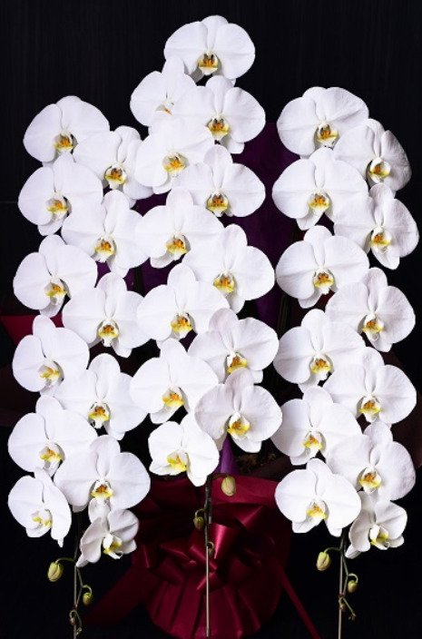 母の日に最適な白い大輪の豪華胡蝶蘭3本立て（PREMIER GARDEN）