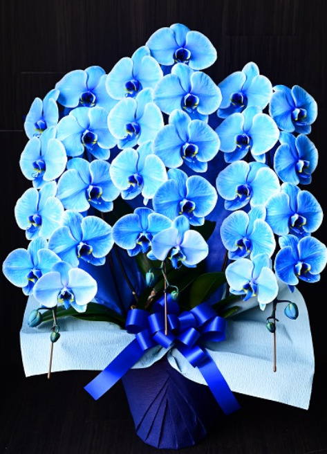 母の日の贈り物に最適な爽快感漂うブルーエレガンスの胡蝶蘭・大輪３本立て