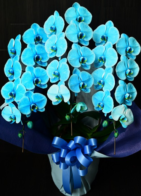 母の日の贈り物に最適な発色が美しいマリンブルーの胡蝶蘭・大輪３本立て