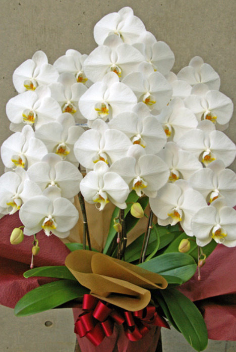 母の日に贈るのにおすすめなさまざまなギフトシーンに最適な大輪の白い胡蝶蘭３本立て